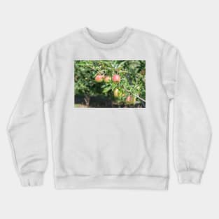 Okanagan Valley Apples and Summer Sunshine Crewneck Sweatshirt